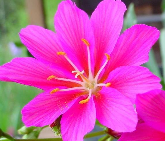 別墅花園設(shè)計 別墅花園設(shè)計